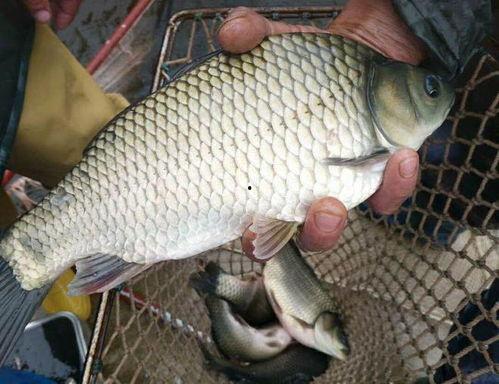 日本进口鲫鲤爆料视频,视频爆料揭示惊人真相 第2张 日本进口鲫鲤爆料视频,视频爆料揭示惊人真相 第2张